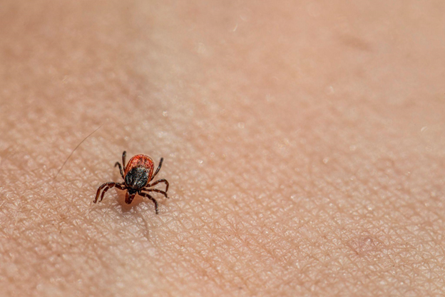 Your Guide to Tick Safety